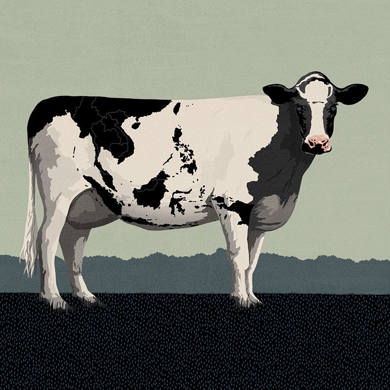Asia cow